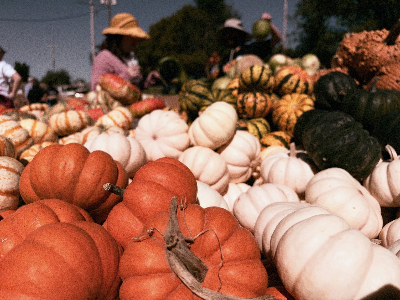 Many, many pumpkins...