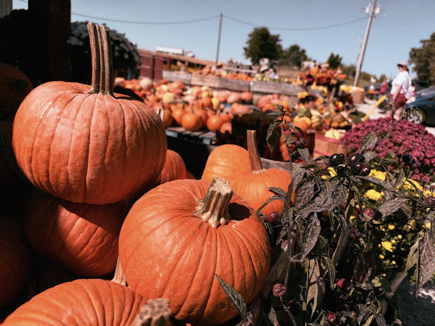 A small armada of pumpkins...