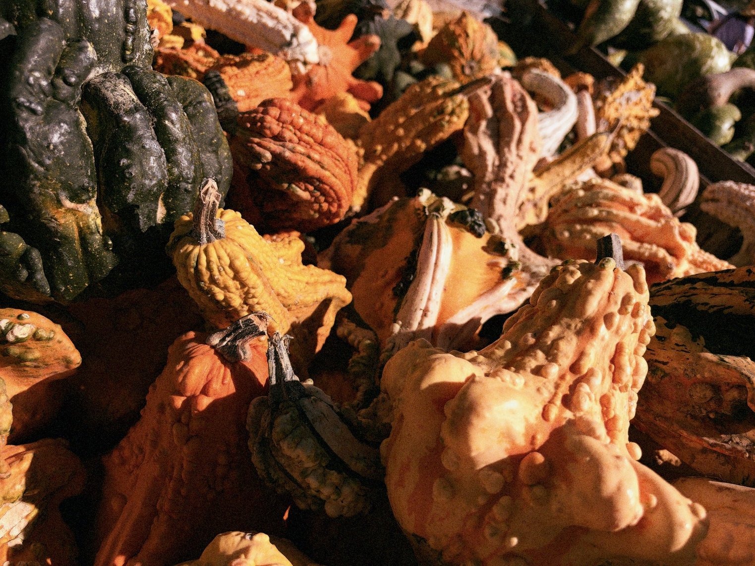 A fleet of pumpkins...