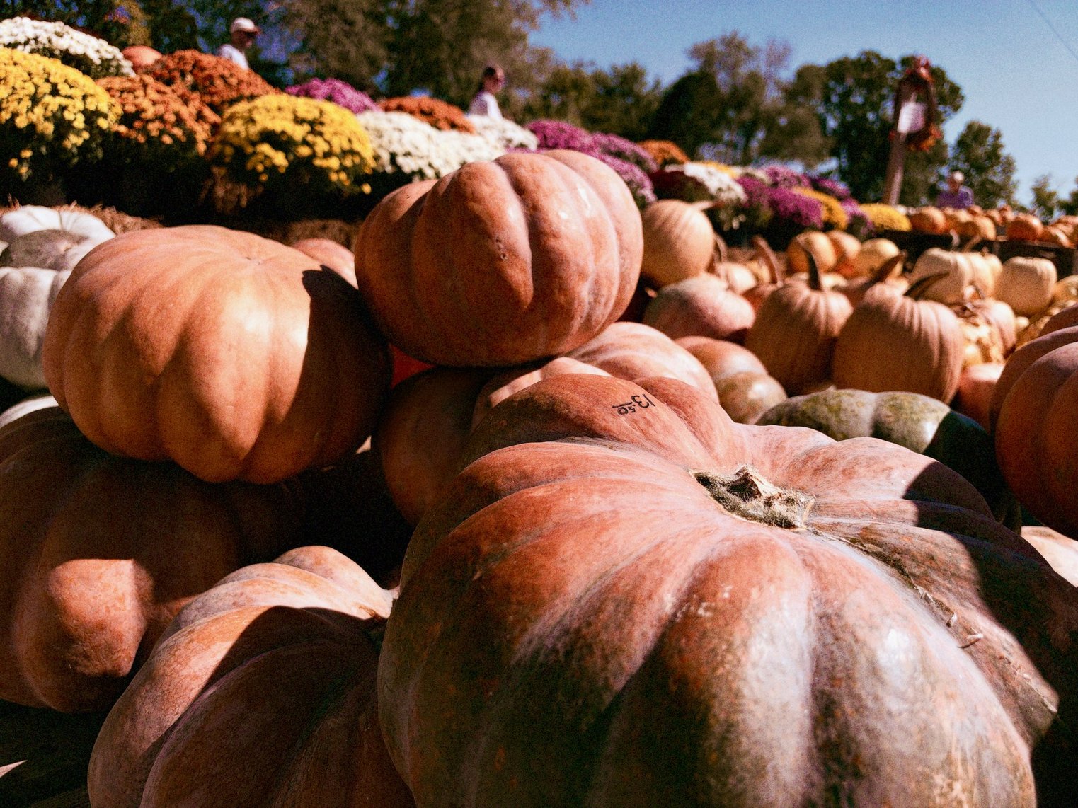 Yep, still pumpkins...